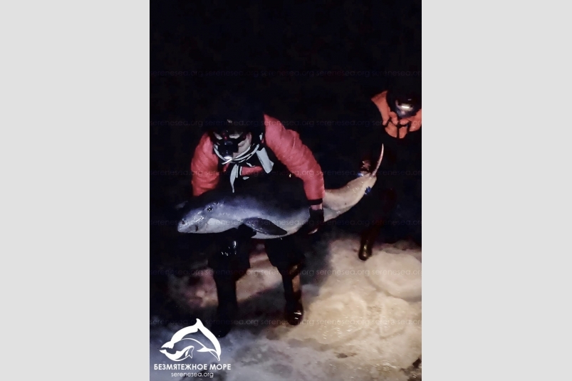 Азовок пытались спасти из ледяного плена Соцсети центра &quotБезмятежное море&quot