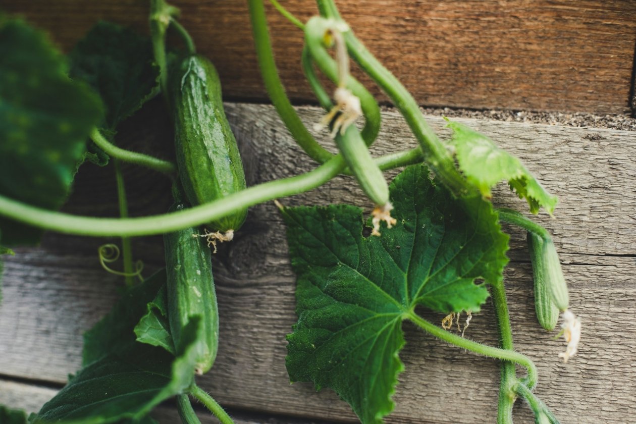 2 г в теплую воду - огурцы растут в три этажа: проверено в 2024 и 2025 годах Markus Spiske/unsplash