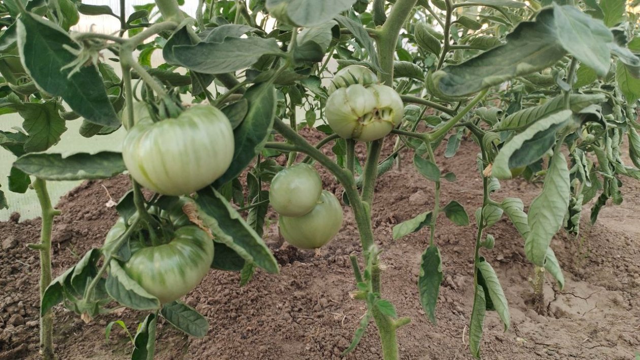 Томаты Автора