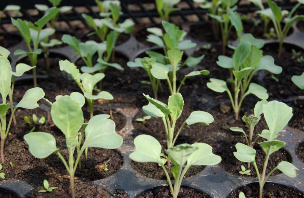 Тематическое фото pxhere.com