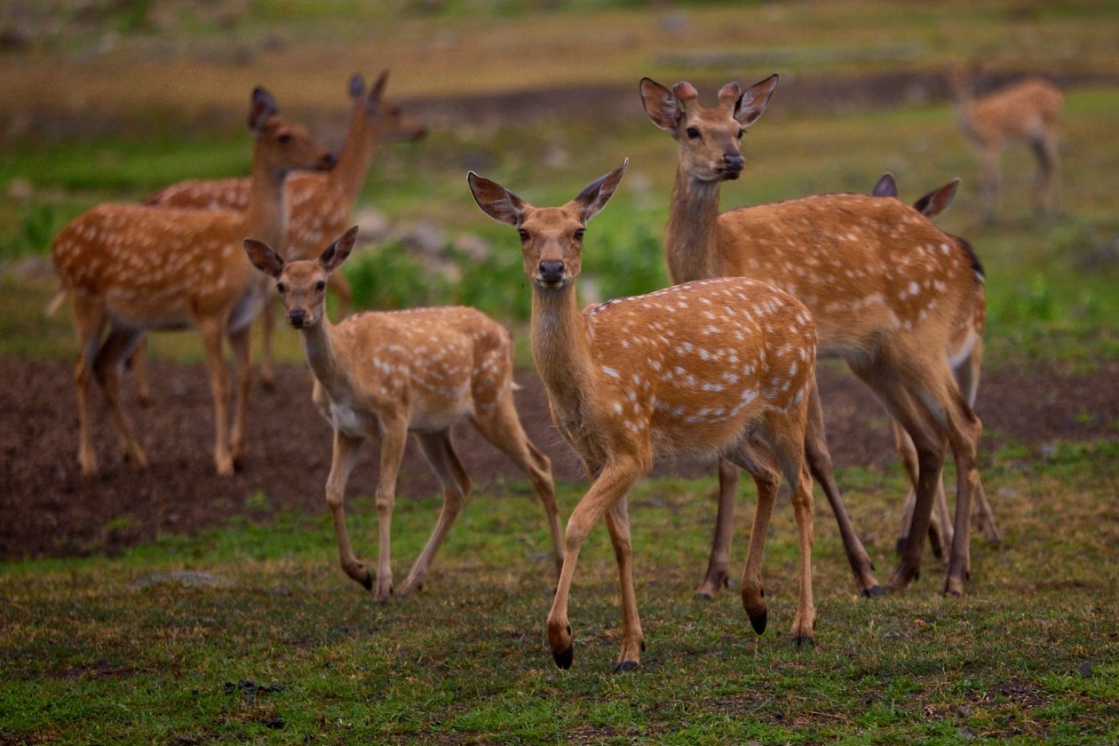 Гибель редких животных после разлива мазута на Кубани оценили в 92 млн рублей Дмитрий Осипчук