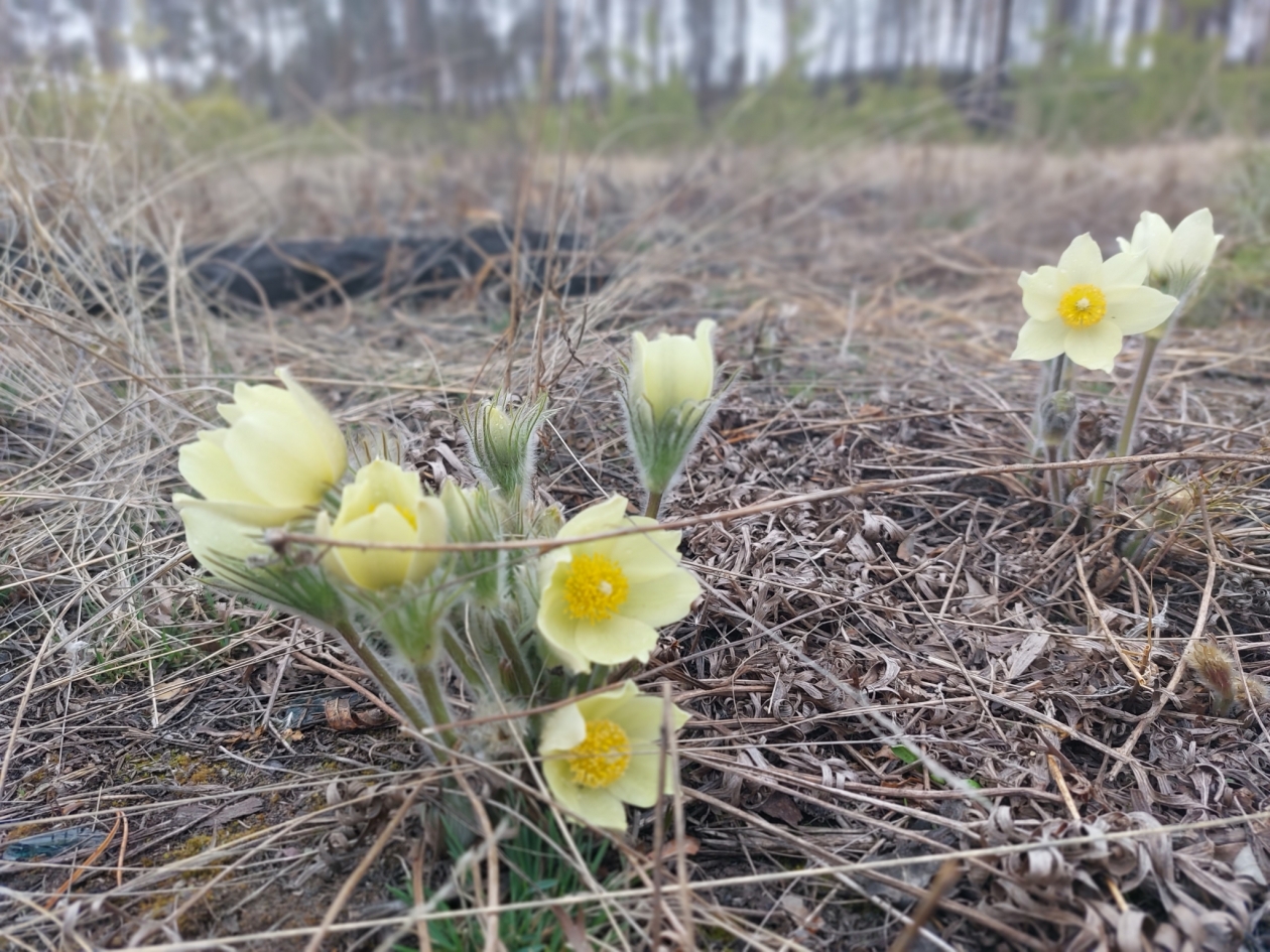 Подснежники ИА YakutiaMedia