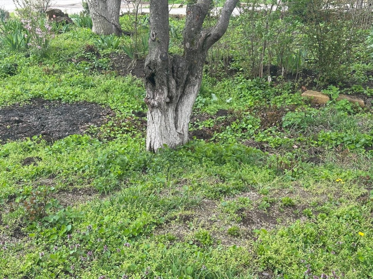 Вьюнок захватывает не каждый участок: что его привлекает и как вывести без гербицидов ИА StavropolMedia