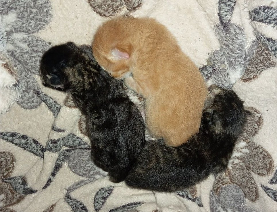 Как принять роды у кошки без паники: подготовка гнезда, помощь при застревании и правильный уход за котятами ИА Stavropol.Media