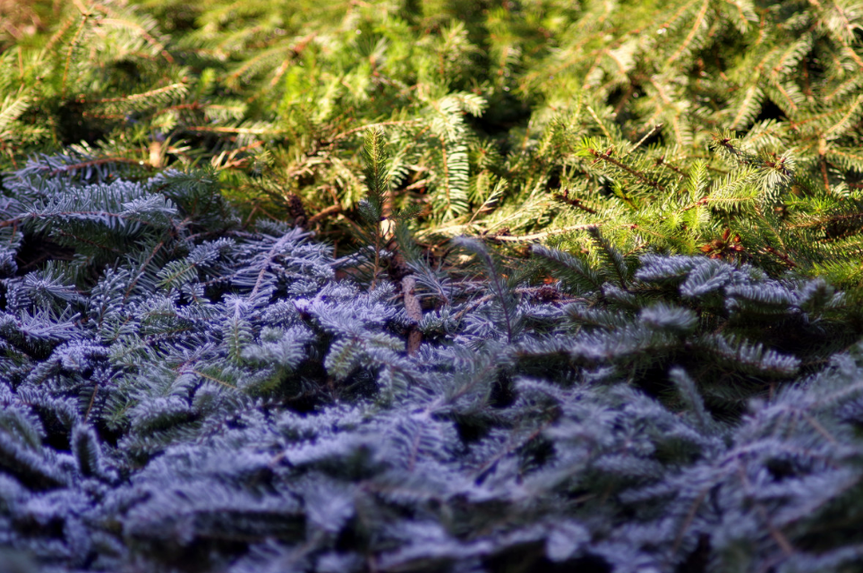 тематическое фото https://pxhere.com/ru