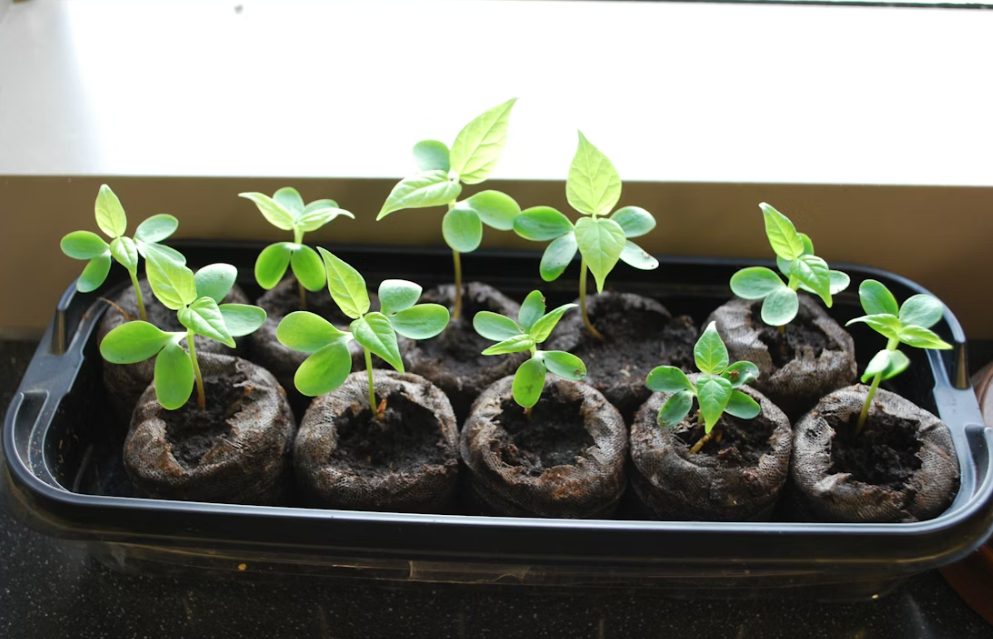 Тематическое фото Unsplash.com (18+)