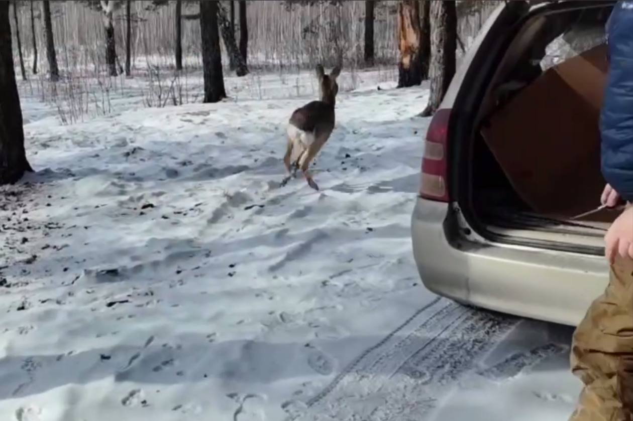 Косуля &quotпохозяйничала&quot на придомовом участке в Усольском районе Служба государственного экологического надзора Иркутской области