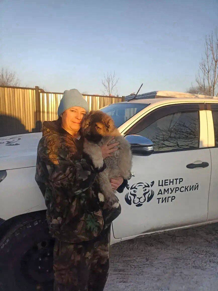 Жительнице Хабаровского края компенсировали ущерб от амурского тигра Центр &quotАмурский тигр&quot