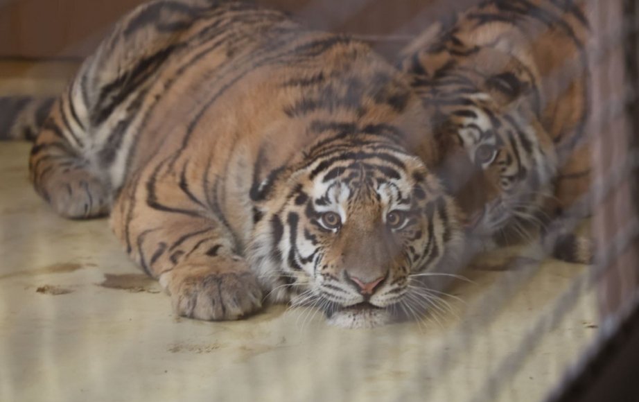 Новые апартаменты обживают в Казани два амурских тигрёнка из Хабаровского края Сайт Управления охотничьего хозяйства Правительства Хабаровского края
