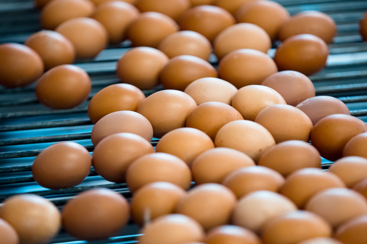 Яйцо, куриное, птицефабрика, яйца, белок, желток Илья Аверьянов, ИА PrimaMedia