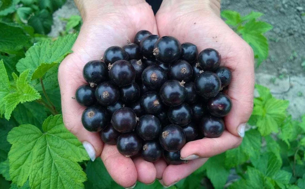 Тематическое фото Автор канала