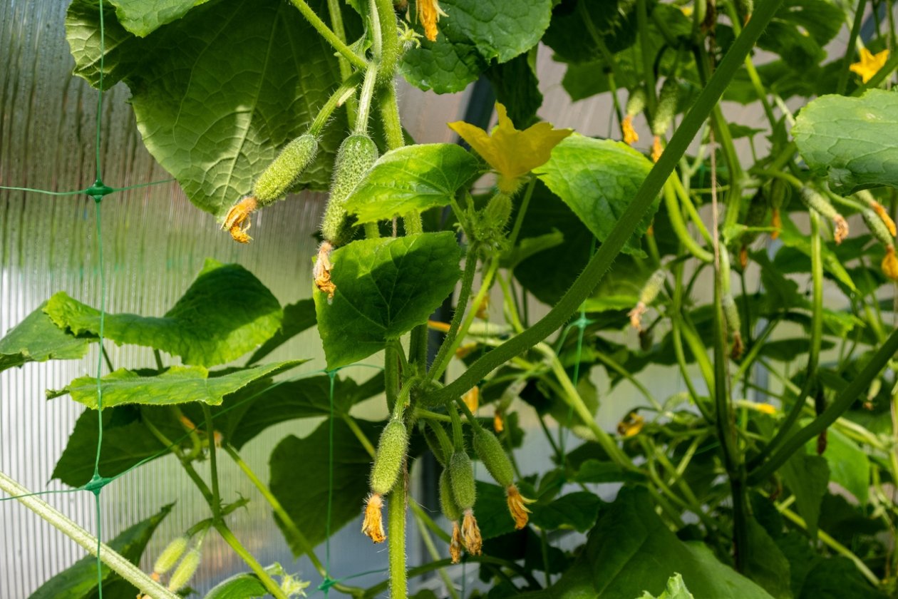 pxhere.com        pxhere.com