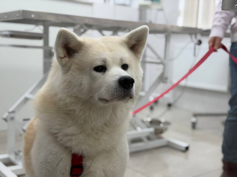 В госветклиниках за год чипировали около 600 питомцев Правительство Севастополя