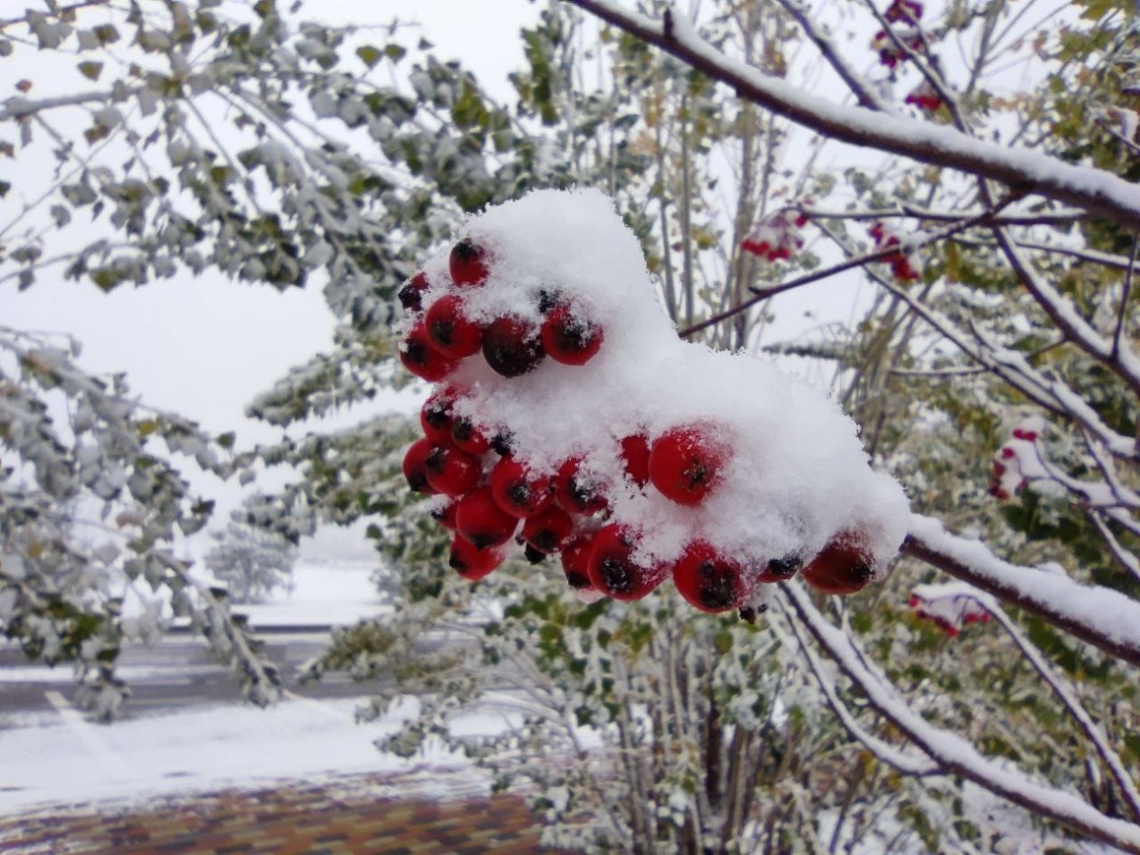 Снег обещают синоптики на Ставрополье ИА Stavropol.Media