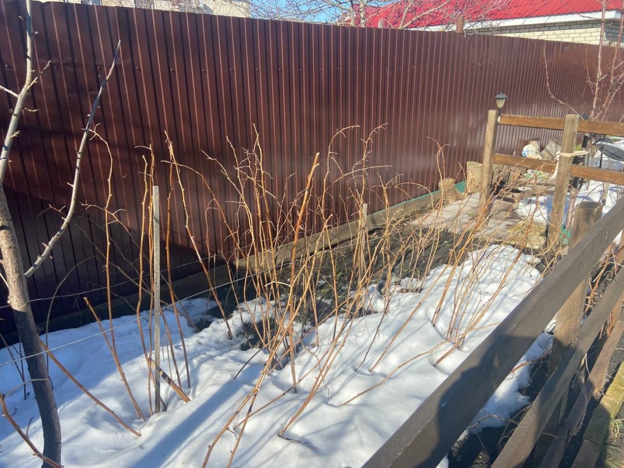 Лучше мульчи и навоза: посыпьте этим грядки, как растает снег - крепкий урожай до октября ИА KrasnodarMedia