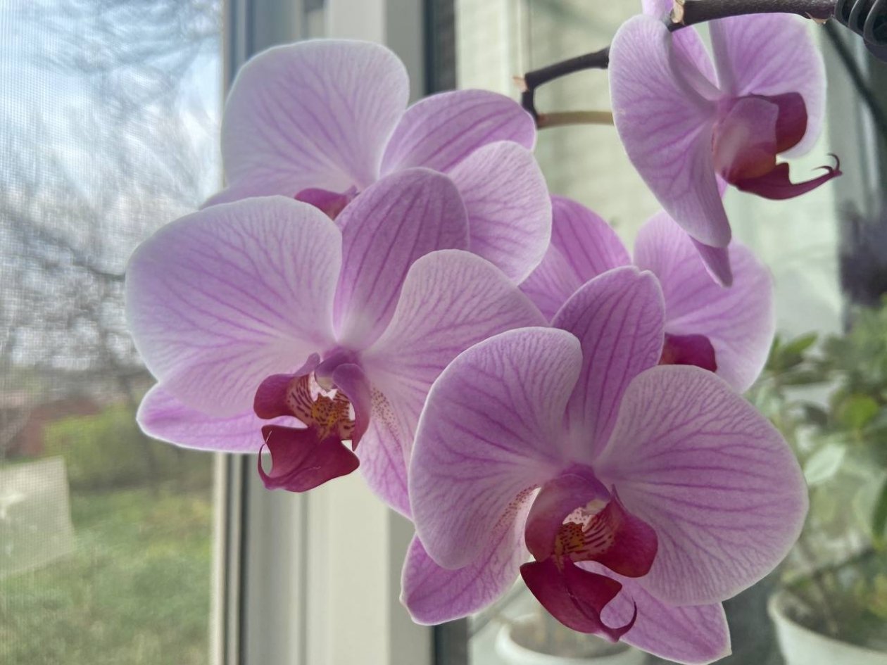 Даже сухой пенек зацветет буйным цветом: секретная подкормка для орхидей - выпустит по 5 стрел сразу ИА KrasnodarMedia