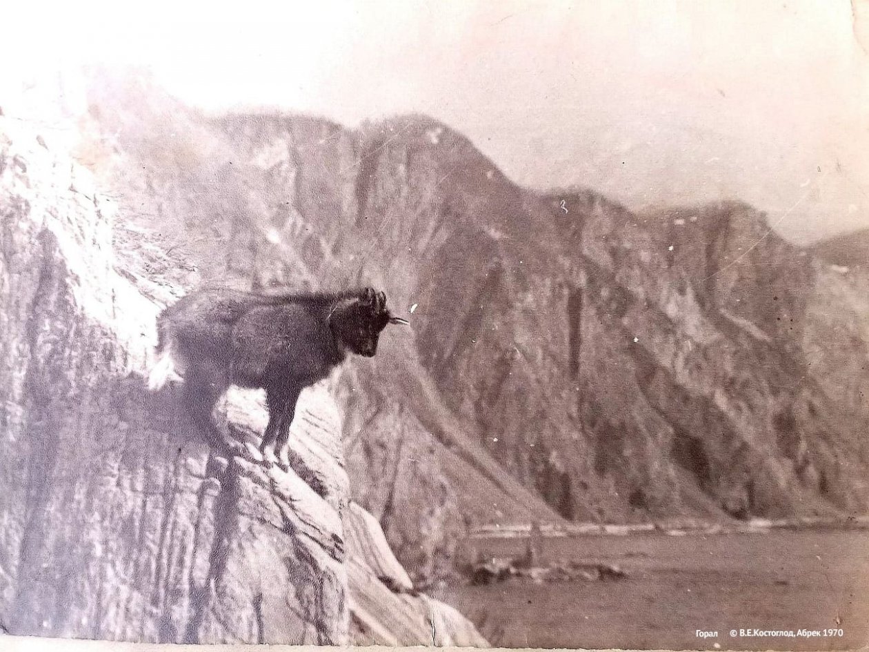 В Приморье впервые за 50 лет изучат ареал амурского горала пресс-служба Сихотэ-Алинского заповедника