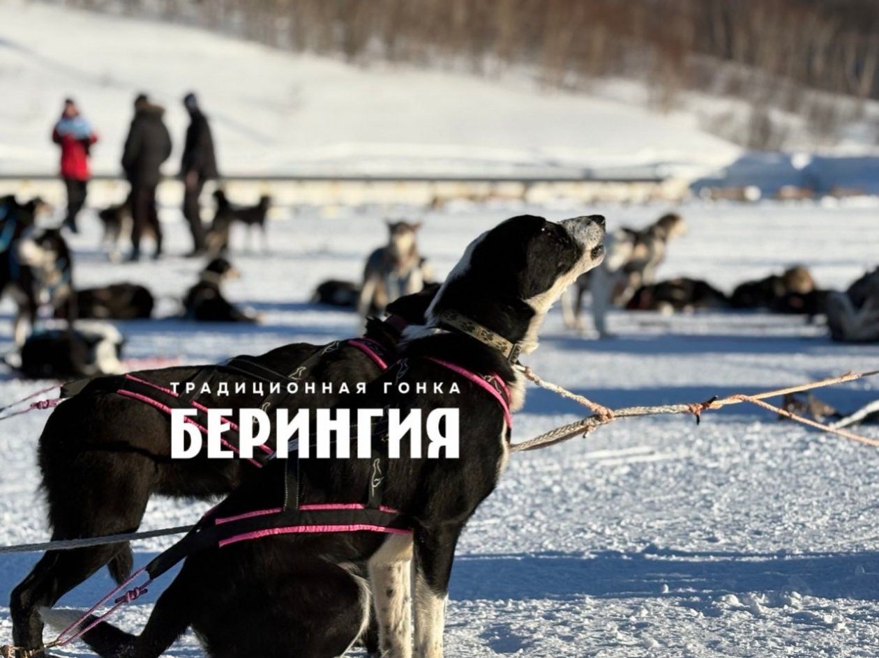 &quotБерингия&quot Организаторы гонки