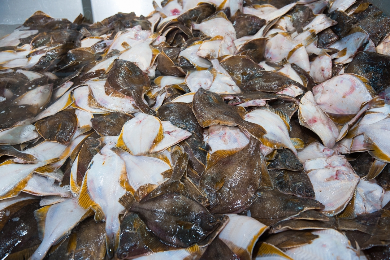 Илья Аверьянов, ИА PrimaMedia