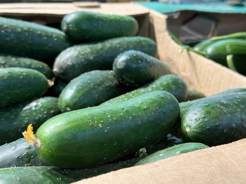 Огуречная диета: польза, риски и как не навредить здоровью ИА Stavropol.Media