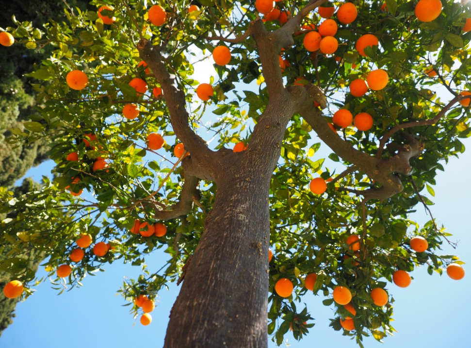 Тематическое фото pxhere.com