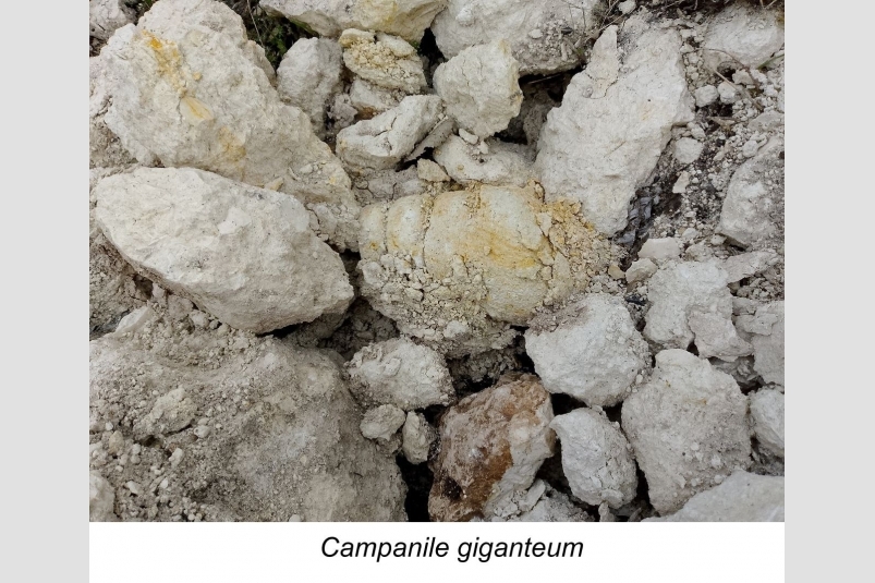 Древнего жителя нашли в окрестностях Симферополя Телеграм-канале &quotОкаменелости 2.0: Крымская версия&quot (18+)