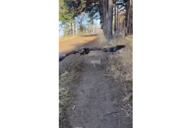 Орёл набросился на спортсменку во время пробежки в Кисловодске скриншот из видео Марии Козар