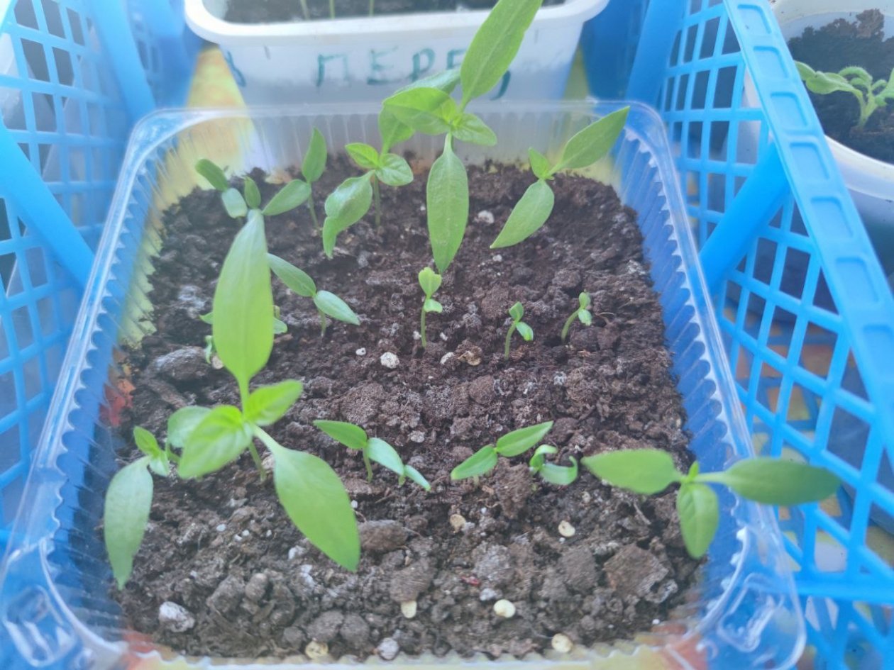 Дачники, отметьте лучшие даты для посадки перца в марте 2026 года ИА KrasnodarMedia