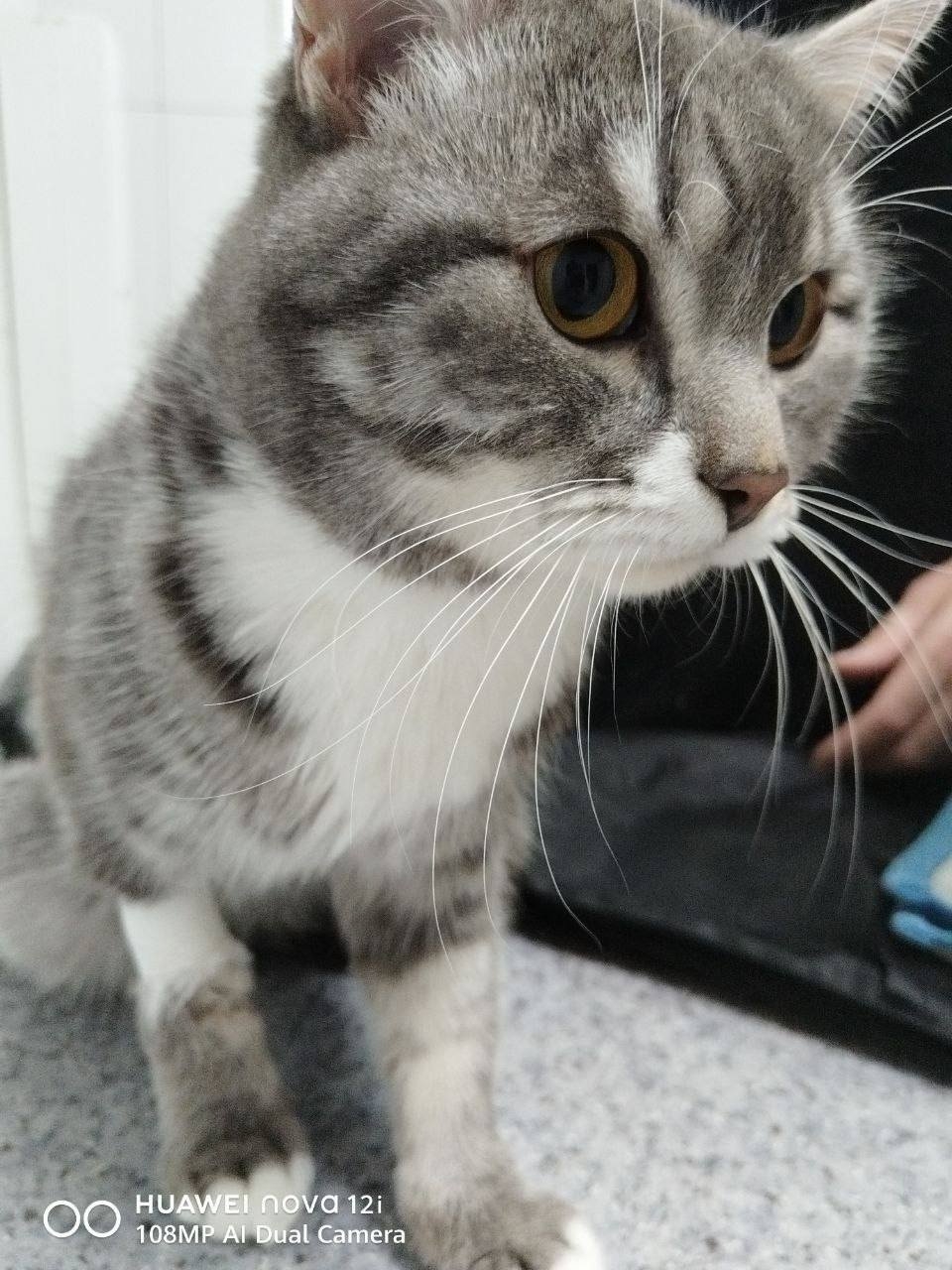 Кот, спасённый после стирки в машинке Ассоциация ветеринарии Иркутской области