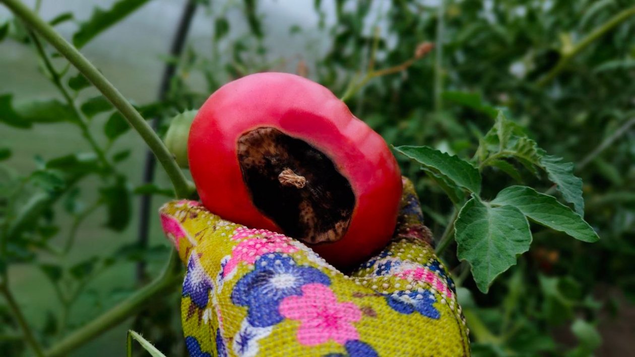 Вершинная гниль Автора