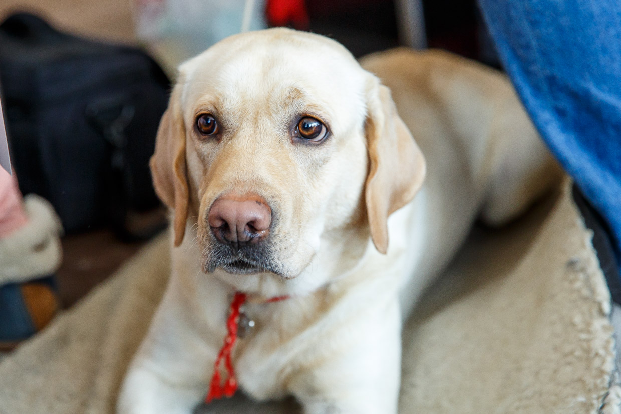 Варю каши килограммами - и мой пес стал активнее и здоровее: идеальные пропорции натурального корма Александр Ратников, РИА PrimaMedia