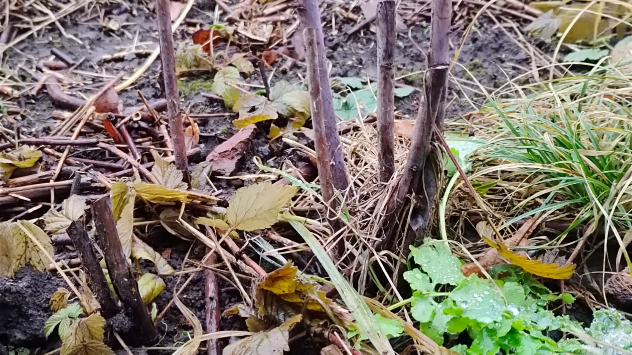 Малина Автора