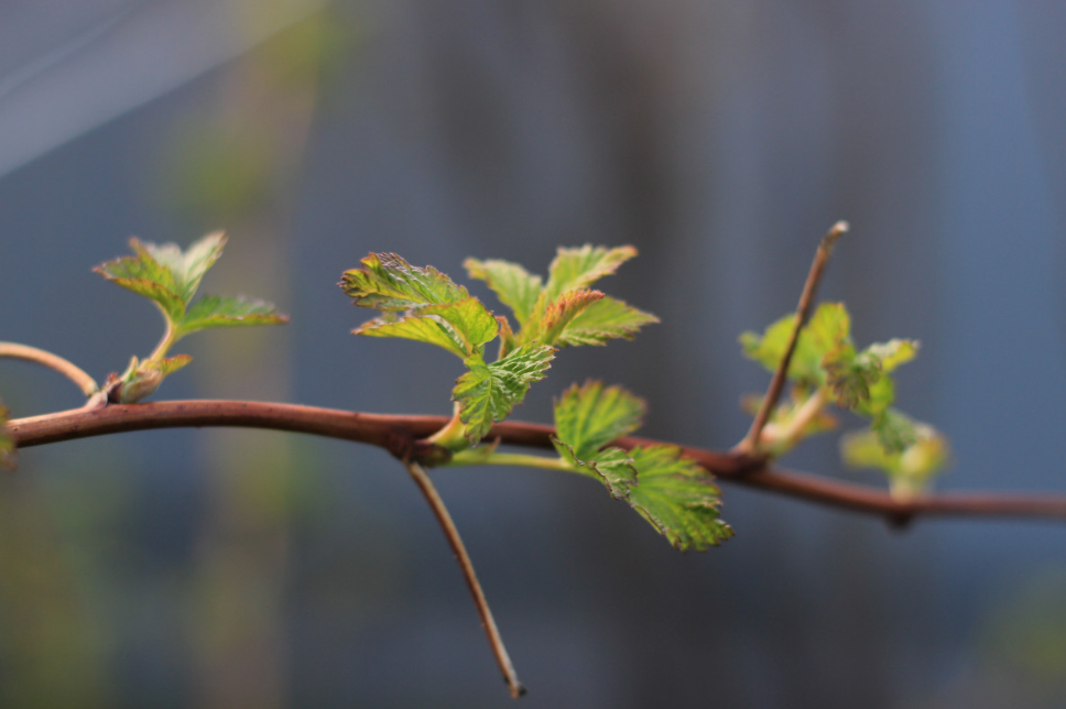 Тематическое фото pxhere.com