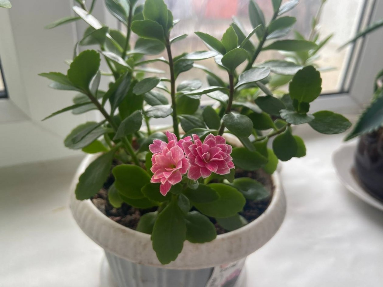 Втыкаю спички в горшки с цветами - мошки исчезают навсегда через 2 дня: просто и гениально ИА Stavropol.Media