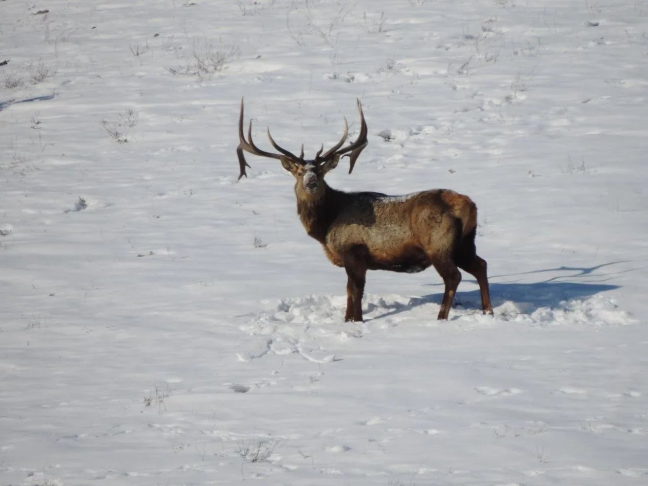 В Бурятии запечатлели редкого гибрида благородного оленя БУ &quotБурприрода&quot