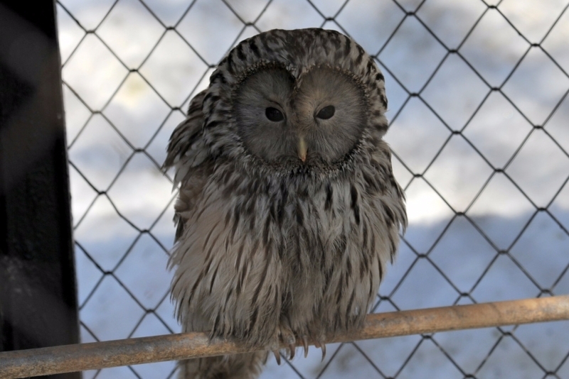 Юрий Гуршал, ИА SakhalinMedia