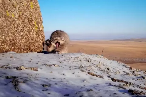 В Бурятии в Тункинском парке начнут изучать редкого манула Даурский заповедник