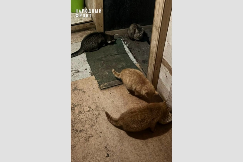 Бойцы приютили оставшихся без хозяев кошек Народный фронт Крыма