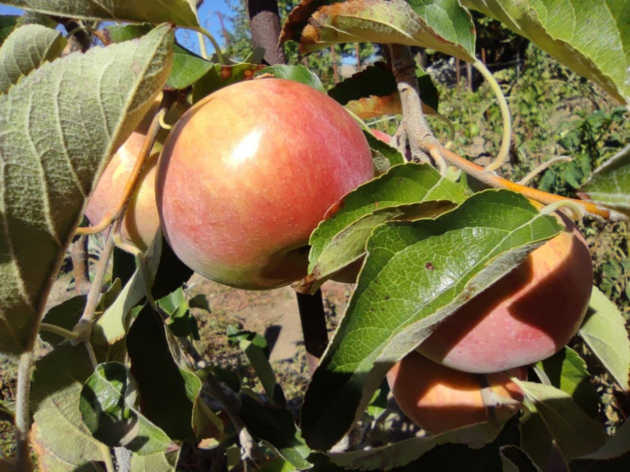 После схода снега — непременно: подкормка плодово-ягодных культур, урожай будет на зависть ИА StavropolMedia