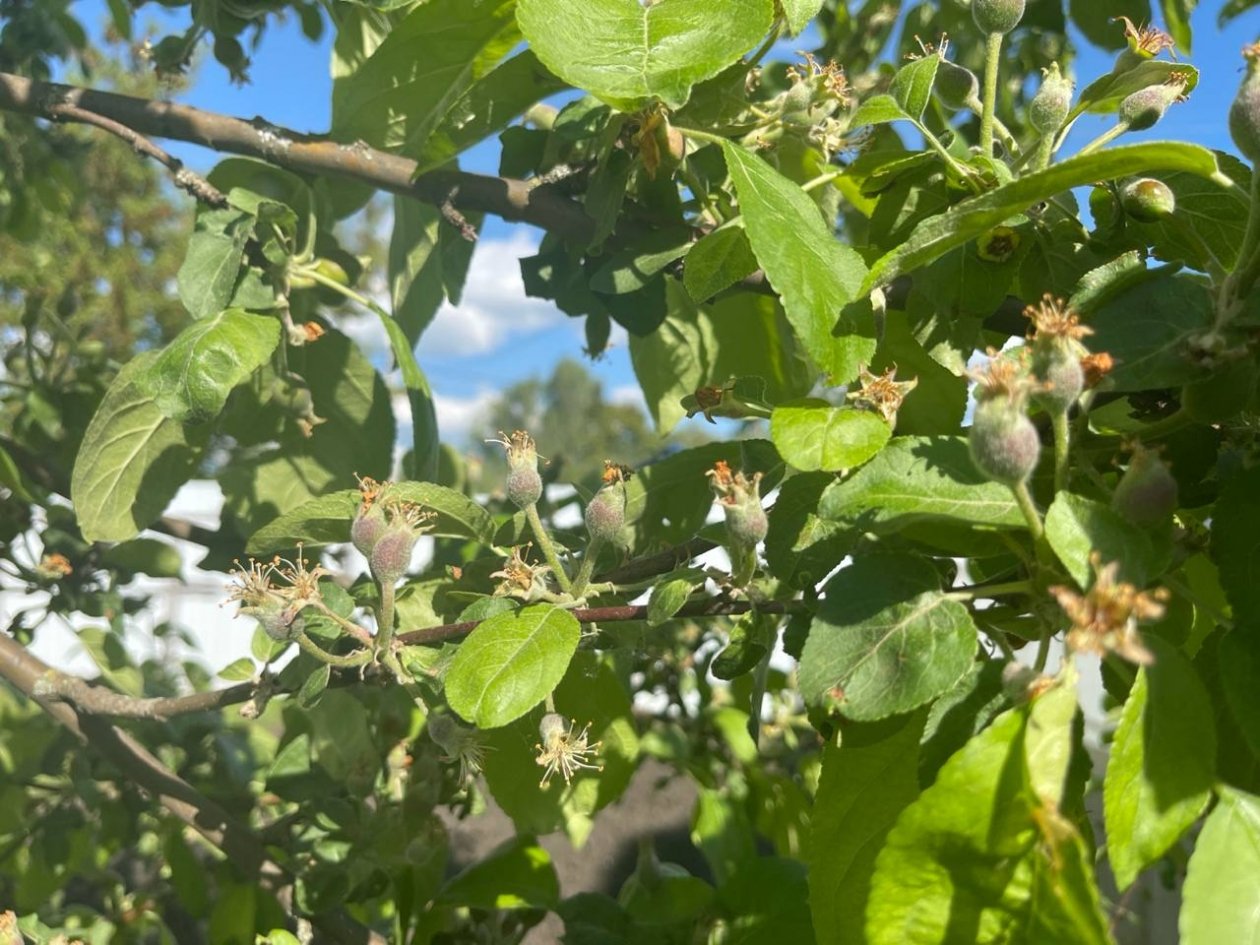 Яблоки будут размером с голову: как подкормить дерево в марте - и получить урожай, которому позавидует каждый сосед ИА KrasnodarMedia