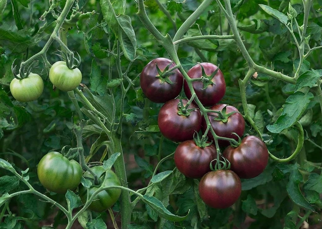 Томаты ИИ GigaChat (18+)