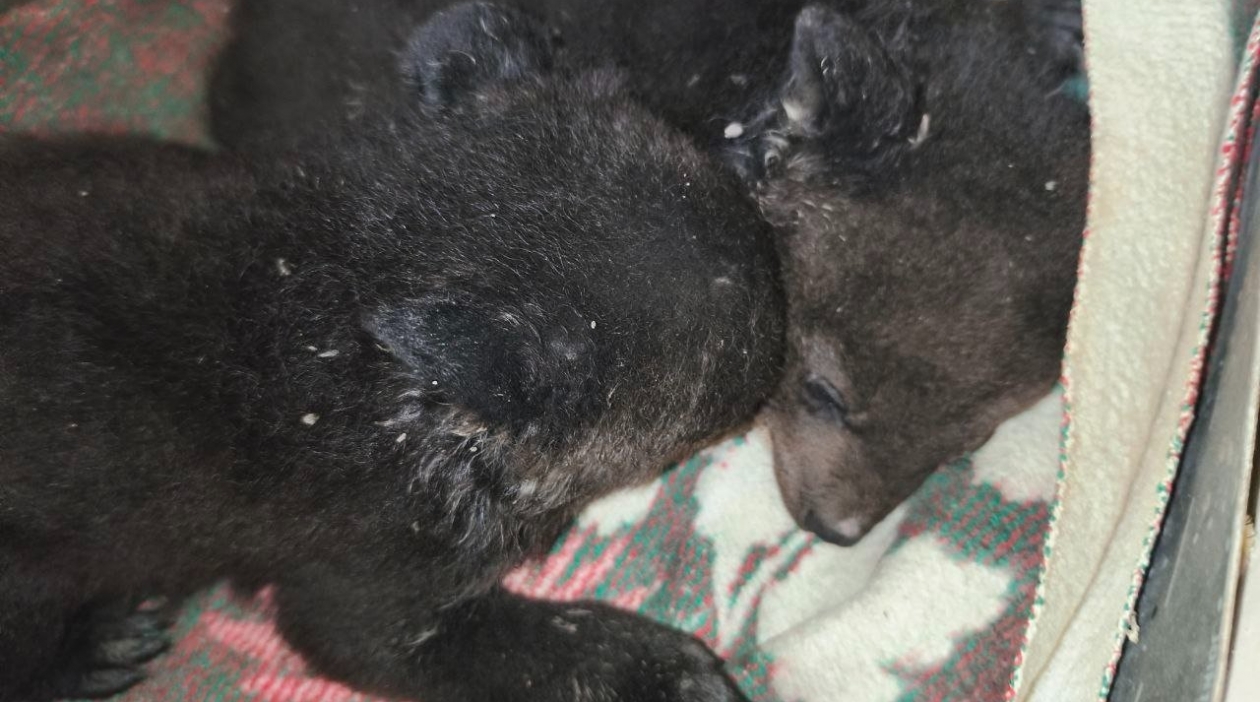 Гималайские медвежата Пресс-служба Центра &quotТигр&quot