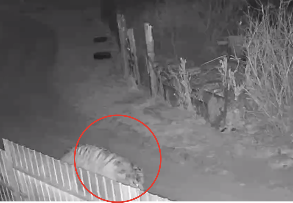 Скрин из видео тг-канал &quotNBS24&quot (18+)