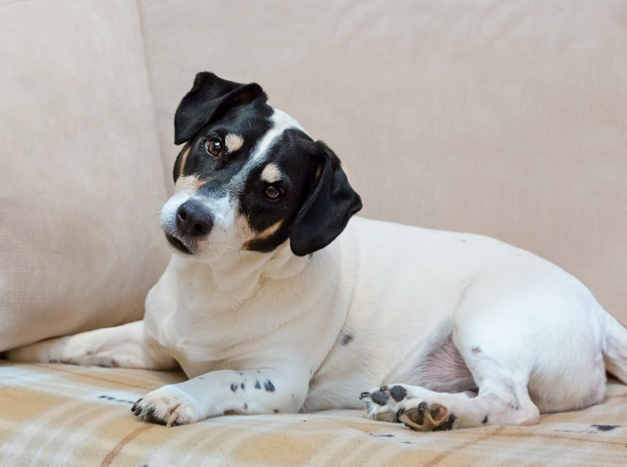 Без шерсти на полу, ковре и диване - ТОП-5 пород собак, которые не линяют Natalie Kinnear/unsplash