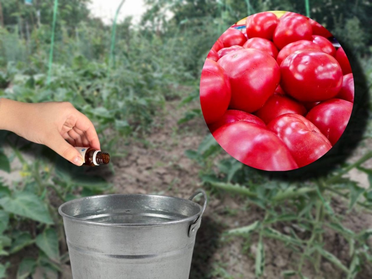 56 капель в воду - фитофтора и гниль канули в небытие: все кусты в мясистых и сладких томатах ИА KrasnodarMedia, ИИ GigaChat (18+)