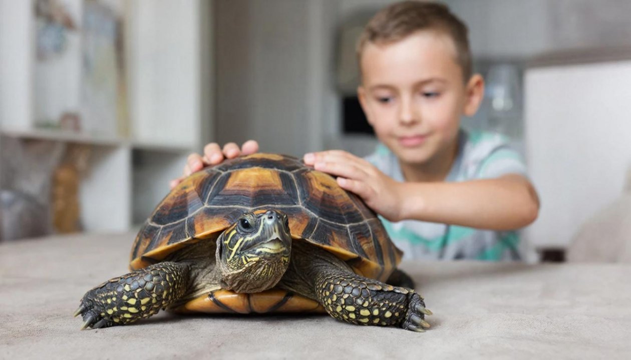 Питомец без запаха, шума и лишних трат: рейтинг самых неприхотливых домашних животных ИИ Kandinsky (18+)