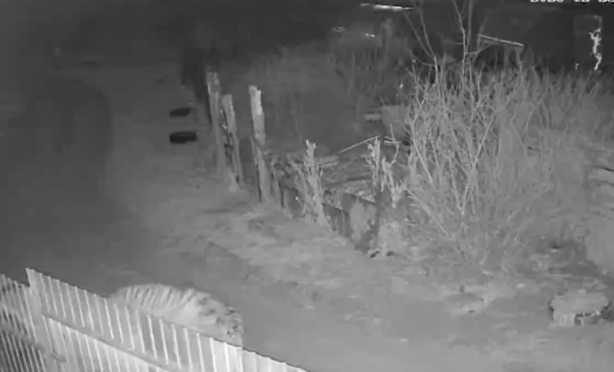 Скриншот из видео Видео очевидцев из telegram - канала NBS24