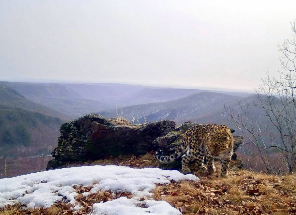 Дальневосточный леопард попал в фотоловушку на живописном склоне в Приморье ФГБУ &quotЗемля леопарда&quot