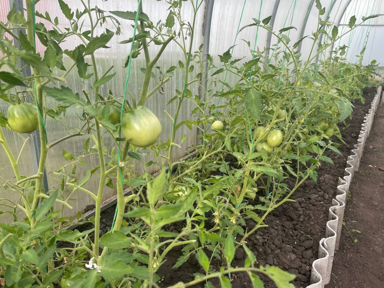 Помидорный бум - получаю по 2 ведра с куста: при высадке рассады в лунку добавляю это удобрение ИА StavropolMedia