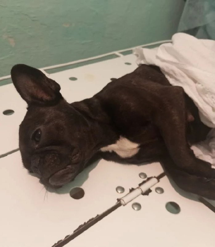 Собака Соня тг-канал (18+) правительства Забайкалья